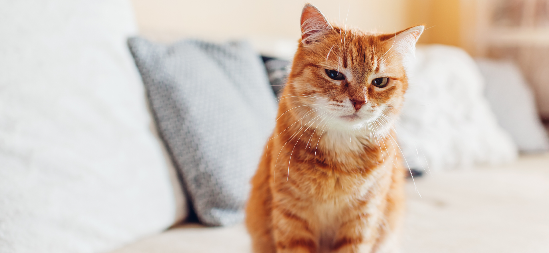 ¿Cómo saber si tu gato es feliz? Señales de bienestar 